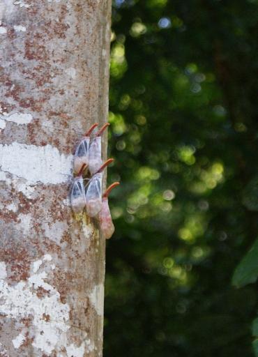 Geen idee welke beessies hier op de boom zitten