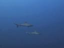 Een paar Grey reef sharks, geweldig!