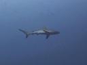 Mooi he, de grey reef shark