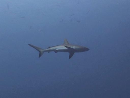 Mooi he, de grey reef shark