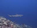 Een mooie white tip reef shark