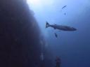 Een eenzame 'giant' barracuda