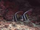 Een mooi paar 'longfin banner fish'
