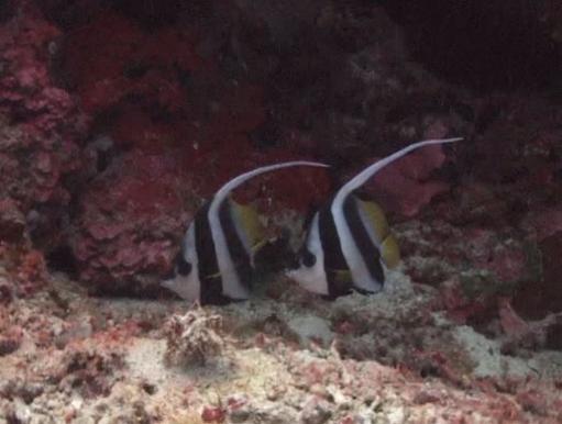 Een mooi paar 'longfin banner fish'