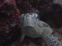 Wie zijn nu die gekke vissen dacht deze turtle