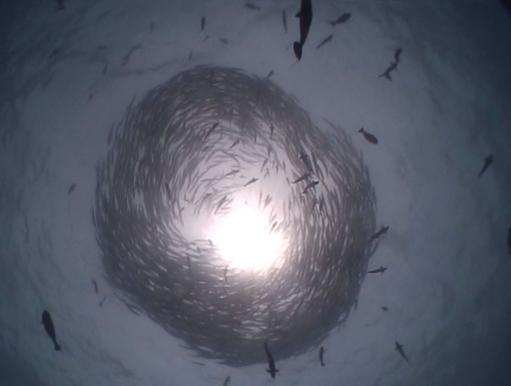 Geweldig gevoel onder de barracuda 'ring'