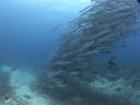 School Barracuda's