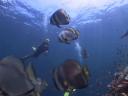mo tussen de bat fish