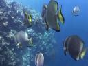 Ineens midden in een school 'bat fish'
