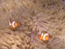 Een stelletje 'clown fish', beter bekend als Nemo
