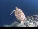 Vele schildpadden die gracieus bewegen in t water