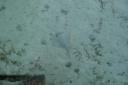 Goed kijken, een bleu spotted stingray
