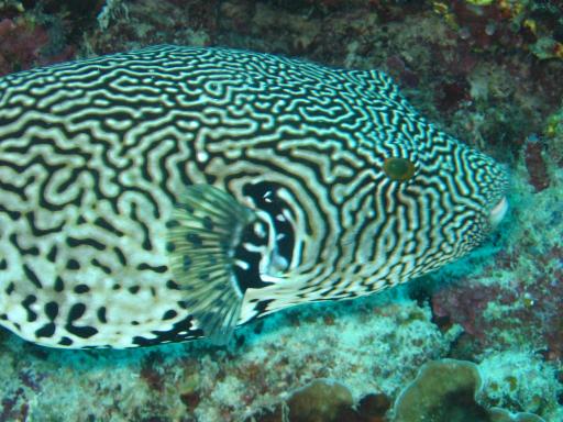 een Pufferfish