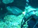 Ook bij Mabul zelf veel turtles onder water