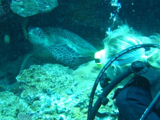 Ook bij Mabul zelf veel turtles onder water