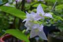Witte bougainville