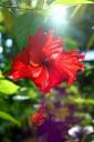 Mooie bloem met zonlicht er doorheen