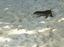 Dit was een kleine 'monitor lizard' op Sipadan