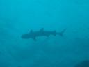 Shark silhouet!