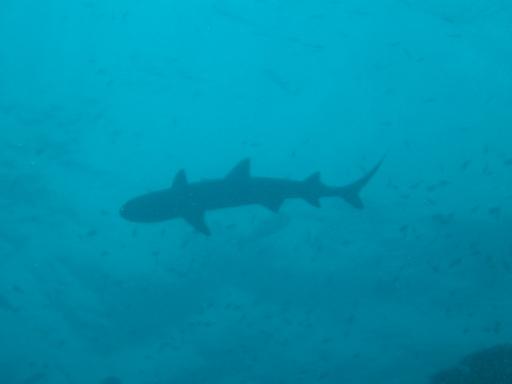 Shark silhouet!