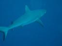 Grey reef shark Sipadan