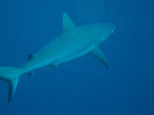 Grey reef shark Sipadan
