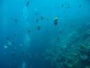Een school 'Longfin Banner fish'