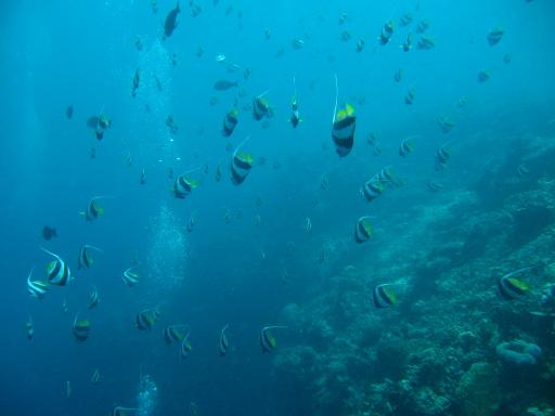 Een school 'Longfin Banner fish'