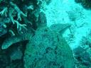 Groene zeeschildpad