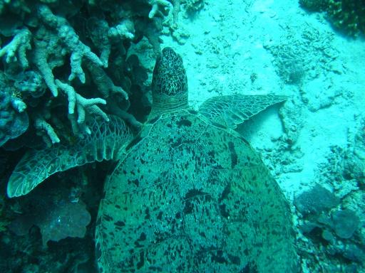Groene zeeschildpad