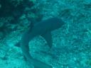 Een white tip reef shark