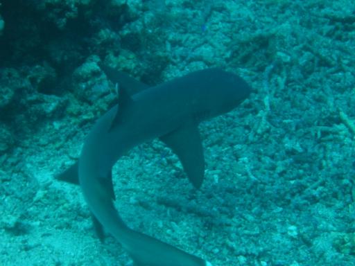 Een white tip reef shark