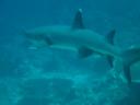 White tip reef shark met een hapje uit zijn vin