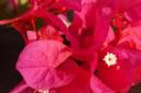 Overal groeide Bougainville