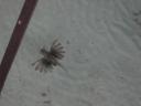 een Lion fish onder onze bungalow