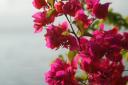 Mooie Bougainville