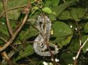 Mangrove snake