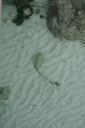 blue spotted stingray onder ons huisje op Mabul