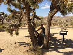 Joshua Tree