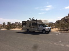 Joshua Tree