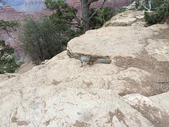 Grand Canyon squirrel
