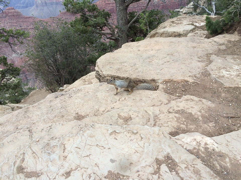 Grand Canyon squirrel
