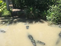 Wild Florida Gator Park