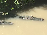 Wild Florida Gator Park