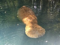 Manatee