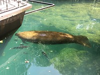 Manatee