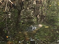Everglades City Airboat Tours