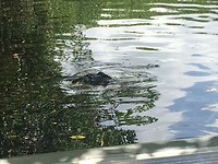 Everglades City Airboat Tours