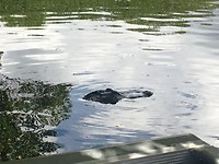 Everglades City Airboat Tours