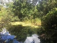Everglades